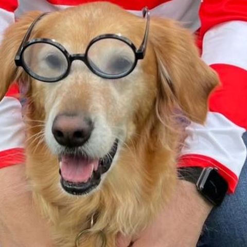 Golden retriever in round glasses and a red and white striped costume
